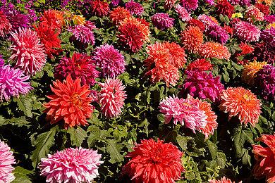 微软裁员暴雪总裁挥泪告别 暴雪奥德赛项目被砍